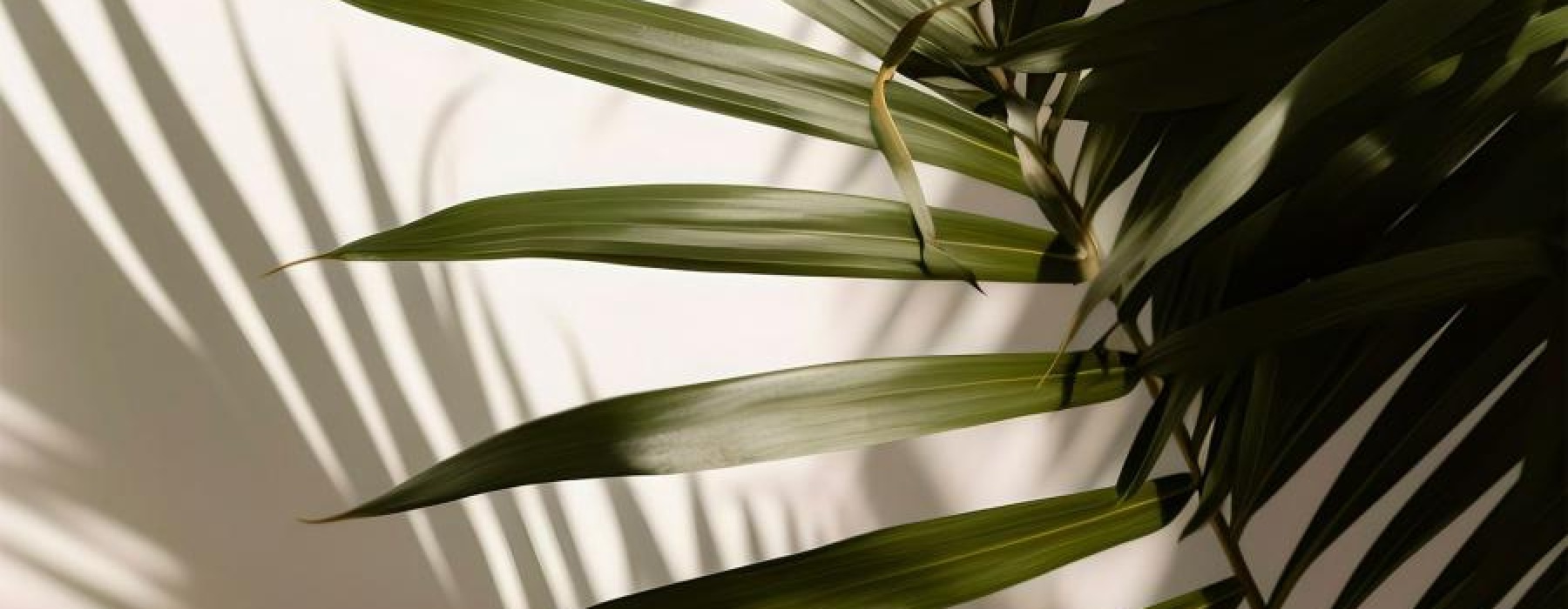 a close up of a plant